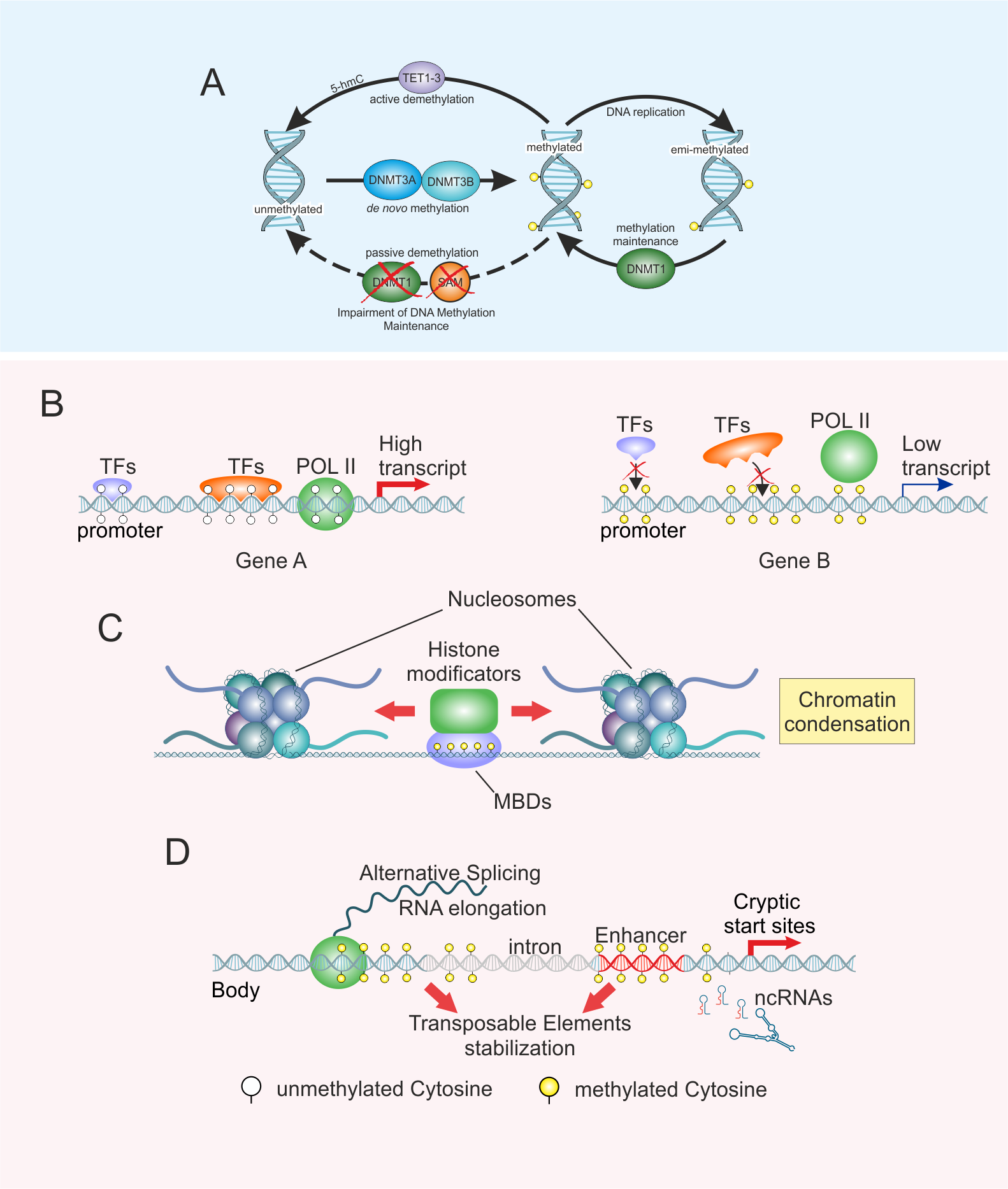 DNA methylation illustration